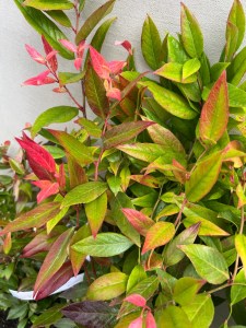 Kiścień (Leucothoe axillaris) Red Lips sadzonka c2 30-55cm